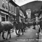 Friedrichroda Heimkehr der Kuhherde ngl 178.804