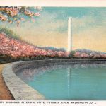 USA Washington Japanese Cherry Blossoms ngl 188.062
