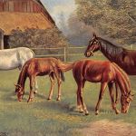 Tiere Pferde Künstlerkarte gl1910 188.099