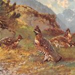 Tiere Vögel Künstlerkarte bahnpgl1913 188.100