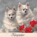 Tiere Hunde Königsspitzer gl1911 188.101