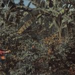 Mex Veracruz Cafe ngl 188.554