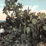 Mex Nopalero ngl 188.574