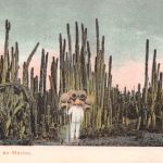 Mex Organos de Mexico ngl 188.578