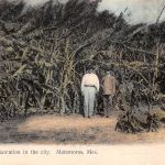 Mex matamoros Banana Plantation in the City ngl 188.580