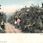 Mex Veracruz Cafetal en el Estado ngl 188.581