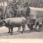 Mex Chiapaz Caretta ngl 188.587