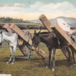 Mex Arrieros cargando madera ngl 188.602