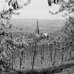 Gau-Algesheim Baumblüte Fotokarte ngl 189.020