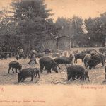 Moritzburg Fütterung der Wildschweine gl1908 189.795