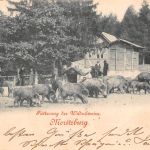 Moritzburg Fütterung der Wildschweine gl1899 189.796
