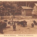 Moritzburg Fütterung der Wildschweine ngl 189.798