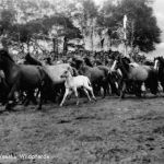 Dülmen Wildpferde ngl 190.425