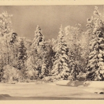 Neujahr-Grüße mit Winterwald gl1938 E6216
