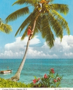 JA, Coconut Pickers ngl E6580