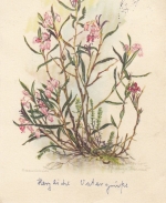 Ostern-Wünsche mit Blumenstock gl1957 E6684