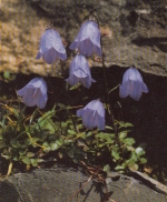 Campanula uniflora, einblütige Glockenblume ngl E6697