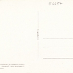 Campanula uniflora, einblütige Glockenblume ngl E6697