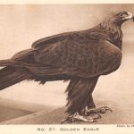 Zoo London Golden Eagle ngl 196.612