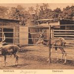 Zoo Stuttgart Damhirsch, Edelhirsch ngl 196.613