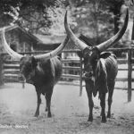 Zoo Berlin Watussi-Rind ngl 196.615
