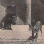 Zoo München Löwen Fotokarte gl1920 196.616