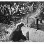 Zoo München Walross "Mimi" ngl 196.617