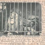 Zoo Frankfurt Löwe gl1901 196.619