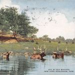 Zoo New York Elk Bathing gl1915 196.621