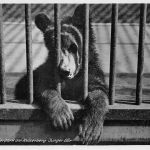 Zoo Duisburg Junger Bär gl1941 196.622
