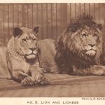 Zoo London Lion and Lioness ngl 196.624