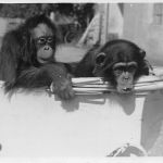 Zoo München Menschenaffen-Kinder gl1936 196.625