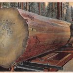 USA An Oregon "Big Stick" ngl 196.733