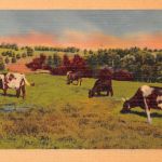 USA Kühe auf Weide ngl 196.735