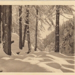 Neujahr-Grüße mit Winterwald gl1937 E7441