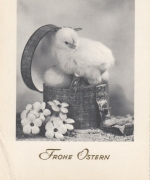 Ostern-Wünsche mit Küken ngl E7510