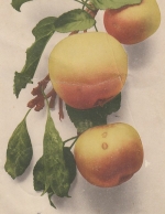 Apfelzweig gl1913 E7875