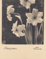Narzissen ngl E8165