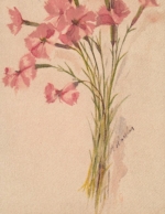 Berg-Nelke, Dianthus silvestris ngl E8166