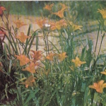 Wild tiger-lilies along the highways ngl E9293