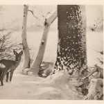 Neujahr-Wünsche aus Winterwald gl1954 F0314