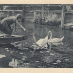Schwanen-Idyll gl1935 F0741