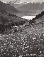 Les Avants, Dents du Midi et champs de Narcises ngl F0865