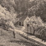 Pfingsten-Wünsche mit Baumblüte gl1966? F0920