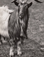 Ziegenbock, Walliser Schwarzhals-Rasse ngl F1895
