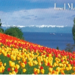 Insel Mainau im Bodensee, Frühlingsallee, Tulpenblüte ngl F2101