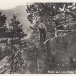 Partie aus dem Natur-Park Goldau (Schwyz) ngl F2769