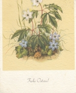 Ostern-Wünsche mit Anemonen und Leberblümchen gl1969 F3181