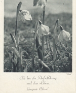 Ostern-Wünsche mit Schneeglöckchen gl1940 F3185