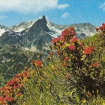 Alpenrosen ngl F3230